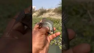 🐠This Is No Ordinary Fish | Catching It Was Extremely Difficult! #viralvideo #shorts #viral #fish