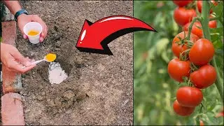Grow Tons of Tomatoes & Peppers with This Rice Flour & Turmeric Fertilizer best Secret recipe