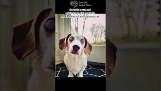 Meet Linus, senior dog who was diagnosed with SARDS and Corneal Endothelial Dystrophy