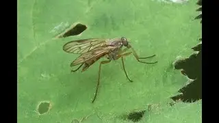 Broekbos-snipvlieg Rhagio vitripennis, vrouwtje