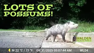 Possums Coming and Going!
