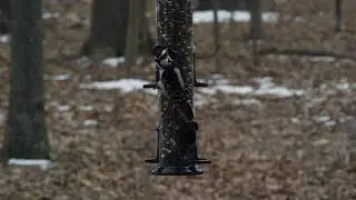 Downy Woodpecker on Wild Bird Center Click 'n Clean Feeder