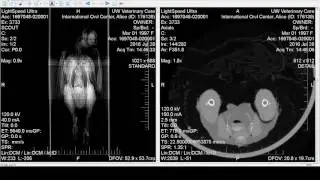 CT Scan of Alice the Great Horned Owl