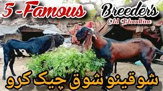 Top Quality Goat Breeders 2025 | Old Bloodline Beetal & Nagri Goats | Mr Animal Planet