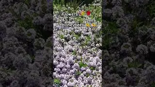 flowers & honeybees 🐝🐝 #youtube #ytshorts #2024 #germany #rubygupta #trending #viral