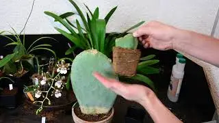 Feigenkaktus durch Stecklinge vermehren! - Hat es funktioniert? - Feigenkaktus (Opuntia indica )
