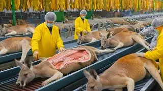 Inside the Kangaroo-Leather Factory: From Wild Hide to Luxury $100,000 Boots (Full Process)