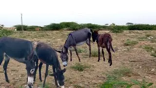 donkey meat prank donkey meat china Q donkey meet p4 pakao لا donkey meat halal or haram donkey 