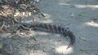 AwA Australian Eastern Blue Tongue Lizard Skink (Tiliqua scincoides)
