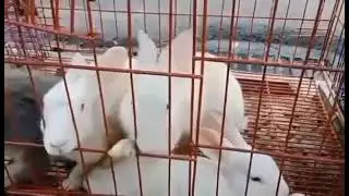 Cute animal Rabbit #bunny #shorts #asmr #trending #viral #makemeviral  #instabunny #cutebunny #iscp