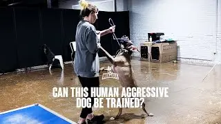 Can This Human Aggressive Dog Be Trained?
