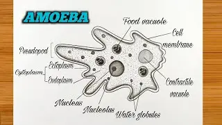 Amoeba Diagram Easy || How to Draw Amoeba Drawing Step-by-Step || Labeled Science Project Amoeba