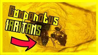 Camponotus Irritans Colony Update!