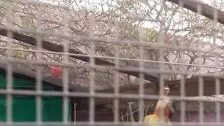 Pajaros cantando en jaulon