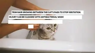 Paw Care for Cats
