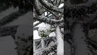 Germany is NOT what I expected this Winter... ❄️🇩🇪 #Germany #WinterVlog #SnowDay #Travel2026