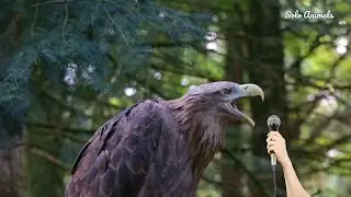 Hawk Sound: Powerful And Very Scary Sound Of Hawk | American Hawk Sound | Solo Animals