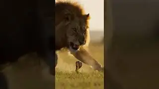 Monkey using cobra to confuse the lion master of jungle tricks #wildlife #nature #animal