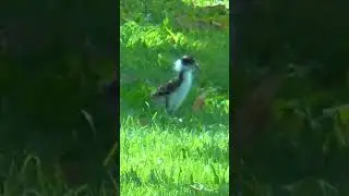 Baby Masked Lapwing Plover in Spring #shorts