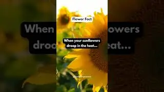 Reviving Drooping Sunflowers 🌻🌞 Quick Fix! #nature #fyp #flowers