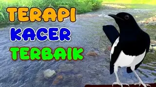 PANCINGAN KACER; Terapi terbaik burung macet