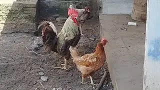 galo GLC com galinha comum, ser&aacute; se sai uma galinha poedeira mais resistente?