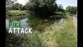 Pike fishing in Canterbury: spinning al luccio