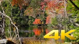 Autumn colors around Nikko - Tochigi -日光の紅葉 - 4K Ultra HD
