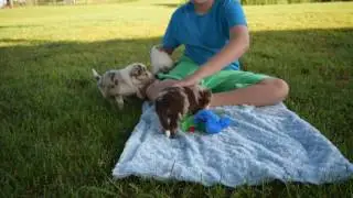 Playing With Red Merle and Blue Merle Border Collie Puppies Fun!!