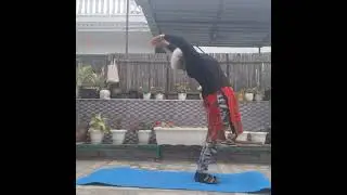 18 jan 26 morning routine only suryanamaskar, dand,hanuman dand#Yoga #fitness #healthylifestyle 