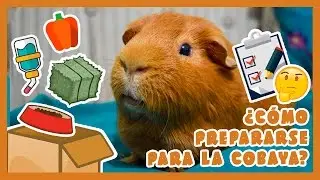 📝 ¿CÓMO PREPARARSE PARA TENER UNA COBAYA? 🐹 COSAS que debes HACER + PRODUCTOS que debes COMPRAR️🛍