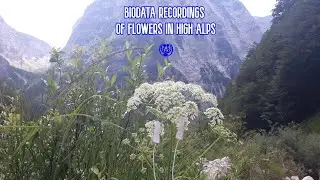 &raquo;BIODATA RECORDINGS OF FLOWERS IN HIGH ALPS&laquo; (16/7/2024)