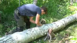 Solo Building a Log Cabin with Birch Bark Roof in the Wilderness | Off-Grid Survival