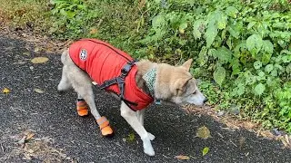 17歳の誕生日を目前に控え、お散歩に行くのがしんどくなってきたむぎJi