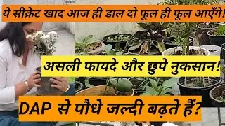 पौधों में DAP खाद कब और कितना डालें/How to Use DAP in Plants/DAP kab aur kitna daale#shorts#ytvideo