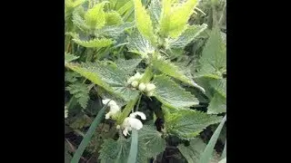 White Dead Nettle, Lamium Album, The Bee Nettle