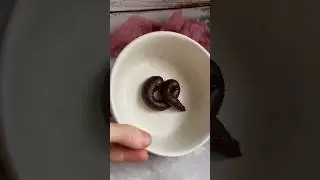 RECEPTA DE MERDA