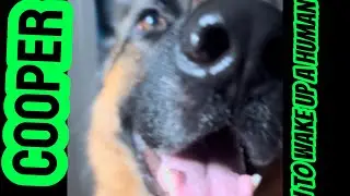 How to wake up a human. Tutorial by Cooper the German Shepherd