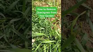 How to Remove Quackgrass from Your Garden