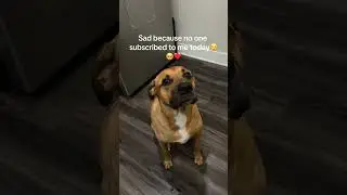 Subscribe to make Brewski&rsquo;s day❤️ #dog #shorts #dogshorts #puppy #boxador #doglover