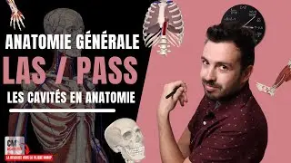 ANATOMIE GENERALE 🦴 : Les cavit&eacute;s (cr&acirc;nienne, spinale, thoracique, abdominale, pelvienne)