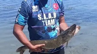 SAPANCA G&Ouml;L&Uuml; TURNA AVI#DEV TURNA S.A.A.B TEAM #fishing #shorts #keşfet