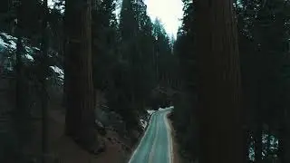 Sequoia Tree Drone Fly Down