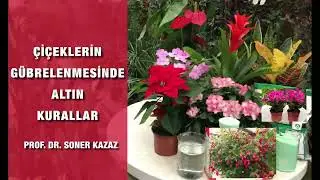 ÇİÇEKLERİ GÜBRELEMEDE ALTIN ​​KURALLAR, FERTILIZING FLOWERS