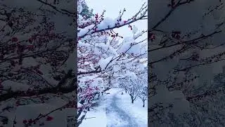 Japanese Winter Snow ☃️ Nature 🤍 with music 🎶 #nature #winter #music #snow #japan #shorts #softpeace