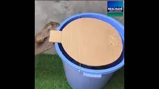 best rat trap ever..these rats can't escape this