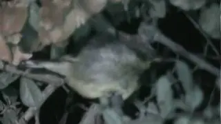 Sleeping Sunbird
