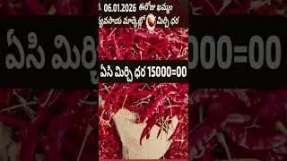 Khammam AC Mirchi market prices #harshafarming #agriculture #మిరప #chillirates