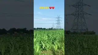 #upballia #viral #love #farmer #trendingshorts #viralmusic #trendingshorts #youtube #villagelife