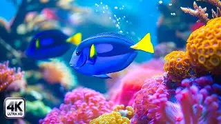 Aquarium Paradise in 4K 🐠 Relaxing Ocean Music with Colorful Coral Reef & Tropical Fish